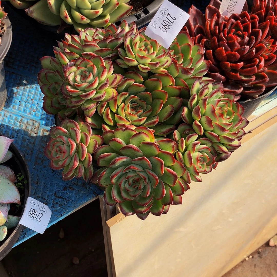 张***韵   肉酱玫瑰多肉27090