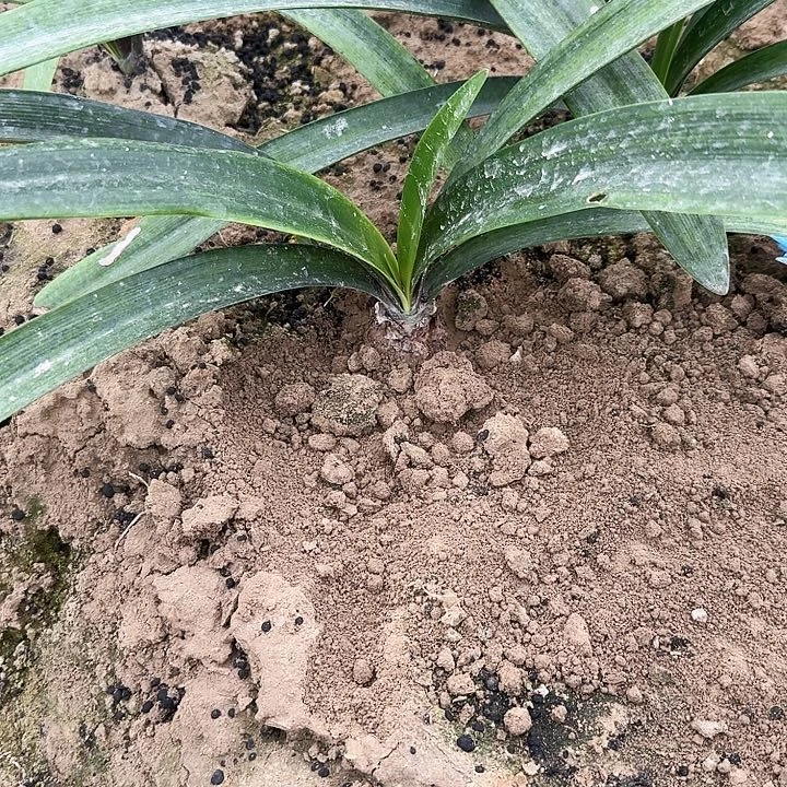 满庭芳朱顶红一棵3.8