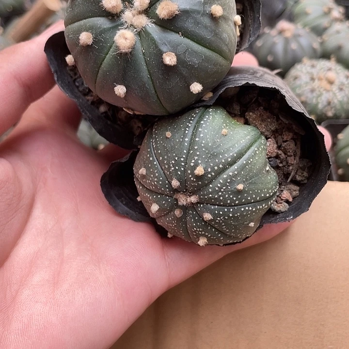 当前无花栽培后可以开花绿➕白兜图片仅供参考