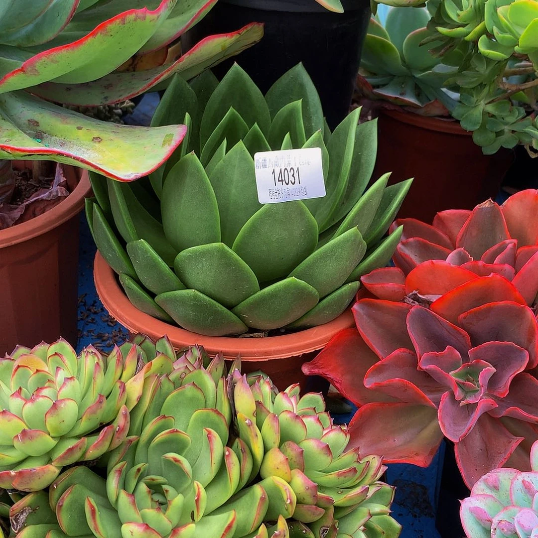 ***翠花14031多肉多破