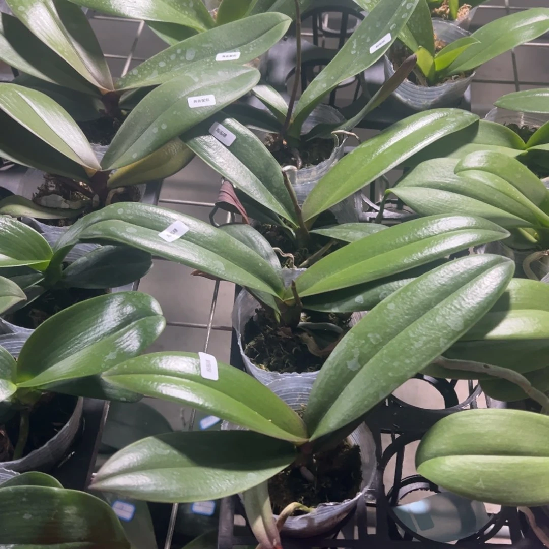 当前无花栽培后可以开花泡泡糖带剑，凑单发货