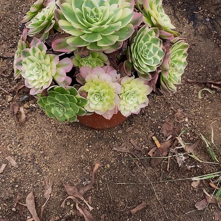 多肉植物329多肉植物