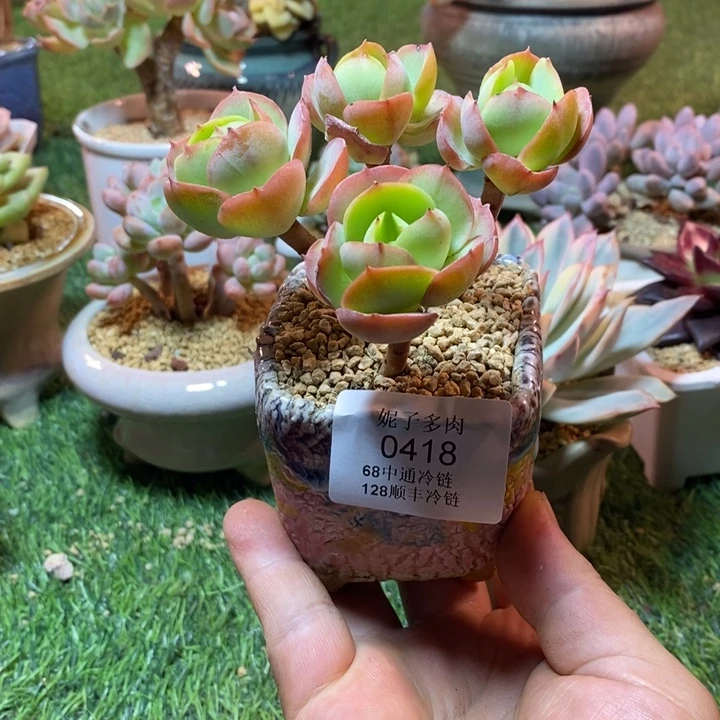 ╰***姐0418啊啊啊啊啊啊啊啊啊啊