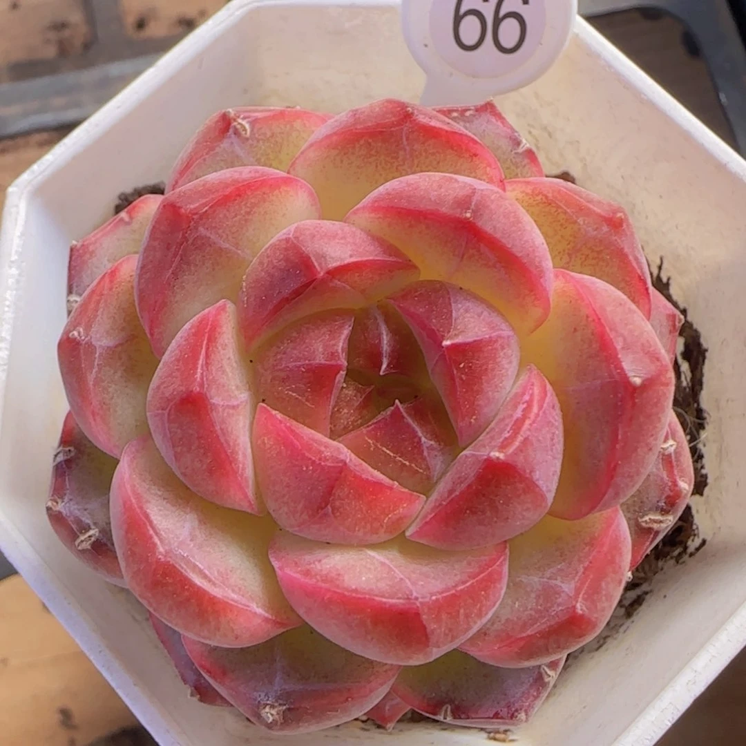 草莓糖一颗单头精控