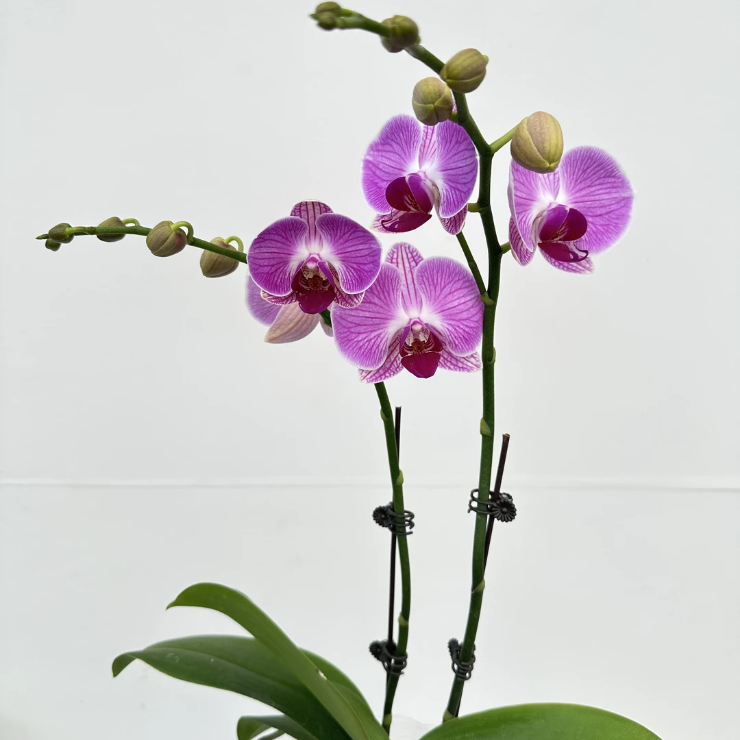 简馨优选【安妮】-蝴蝶兰花 组盆摆设客厅摆设种植基地发货1-2