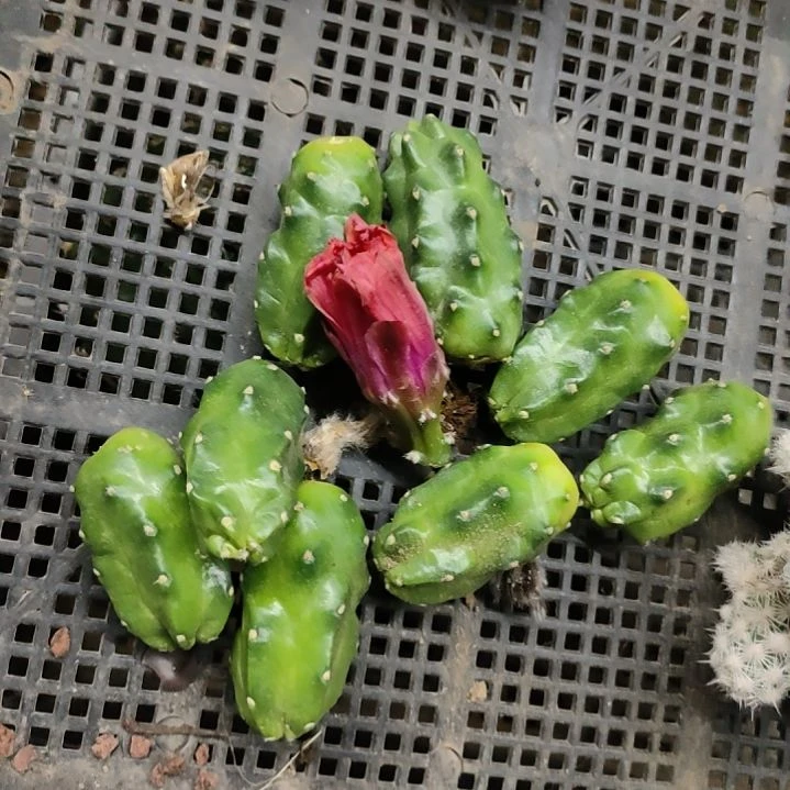 仙人球红花桃太郎侧芽两个