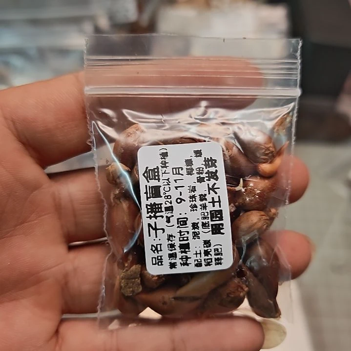 酢浆草早花盲盒子播
