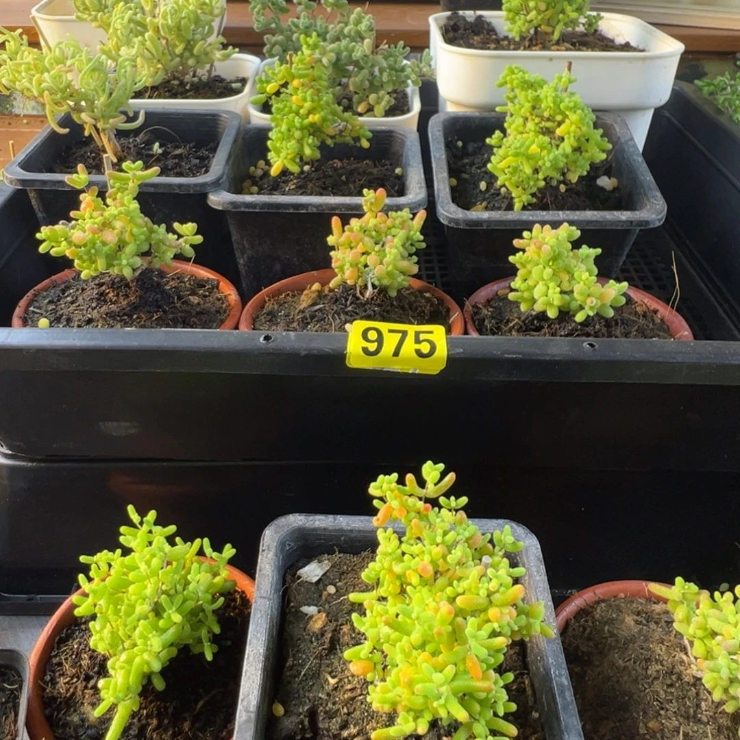 枝干番杏多肉植物975