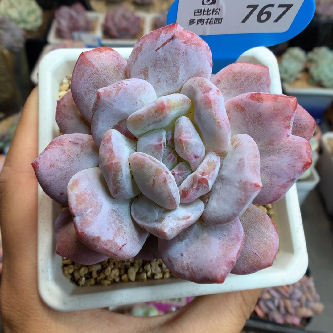 767梦露石化多肉植物