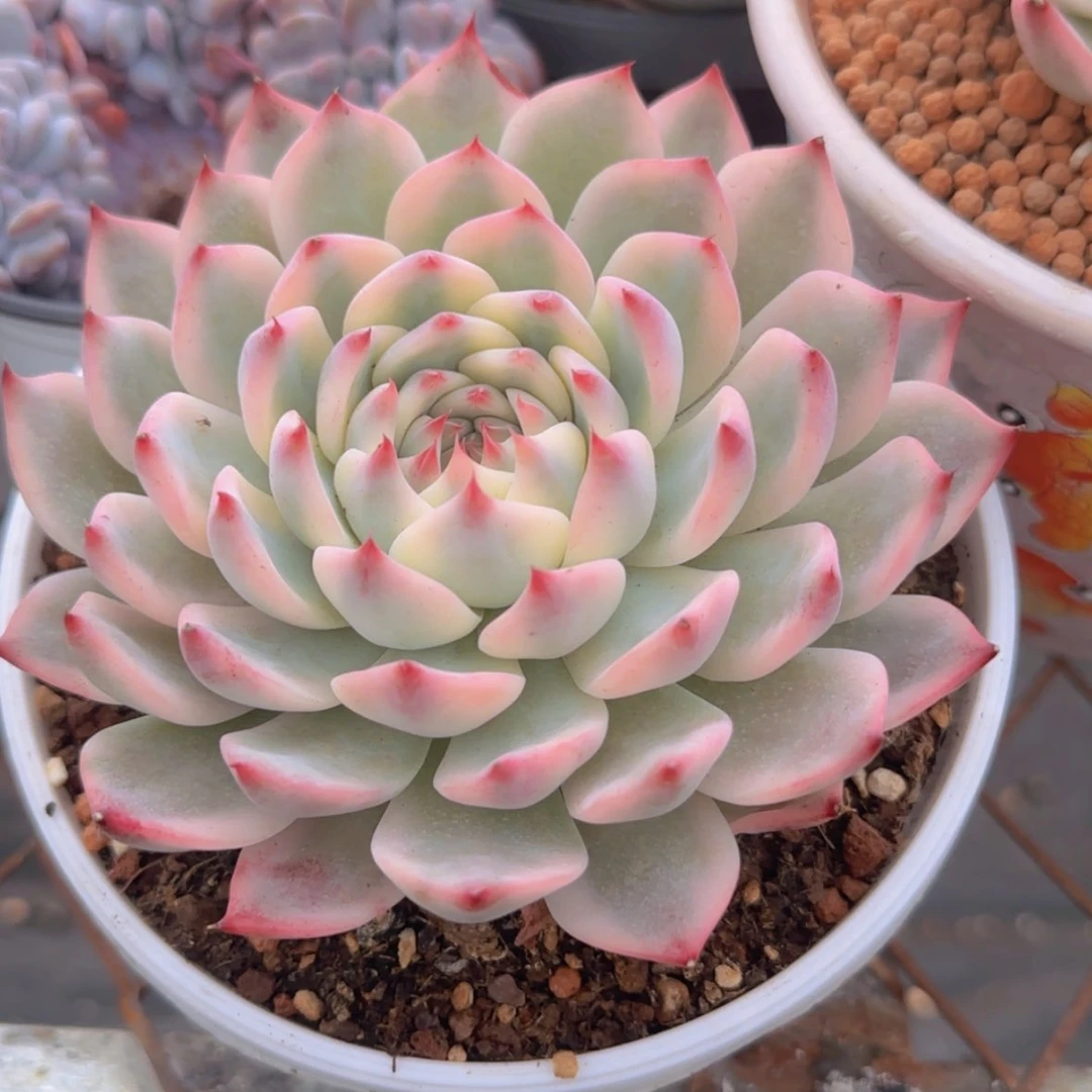 【闪购商品】吉娃娃锦99