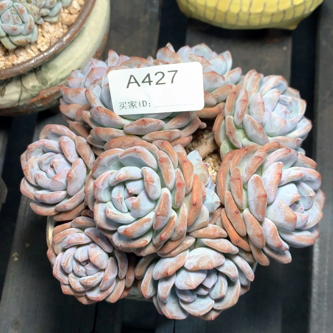 有***好A427售后时间，签收7天内，不拍冷链不售后。