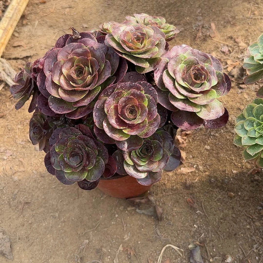 多肉植物媚金玫瑰