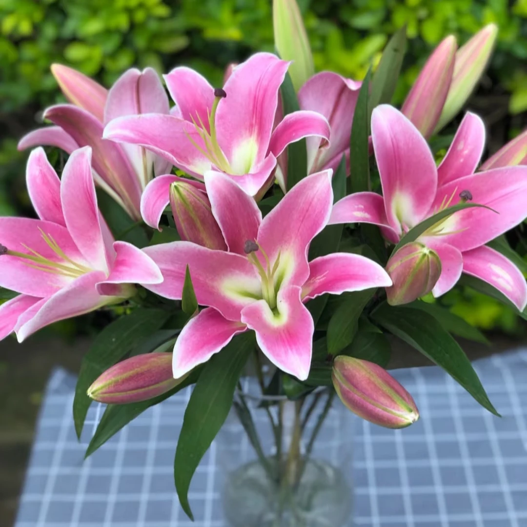 【粉红百合】东北鲜花 辽宁朝阳凌源地产粉色百合鲜切花 水养瓶插