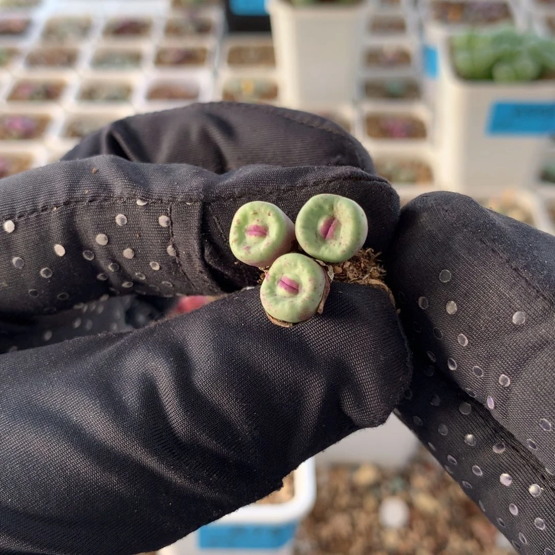 525红嘴母本se一颗