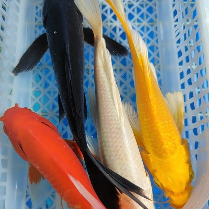 锦鲤黑白红黄13-15