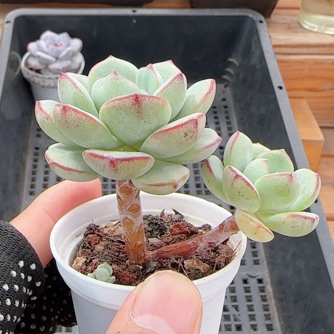 多肉0927--194香草小老桩