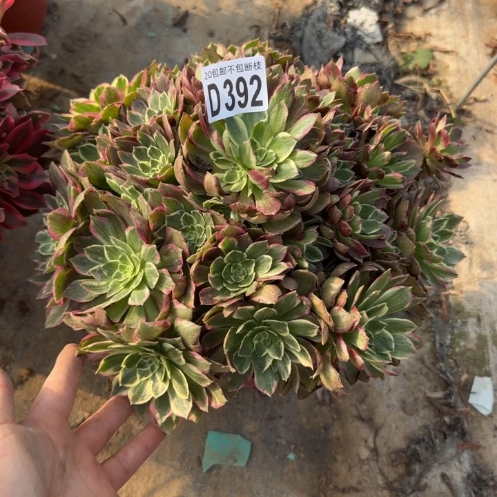 水蜜桃……多肉植物……