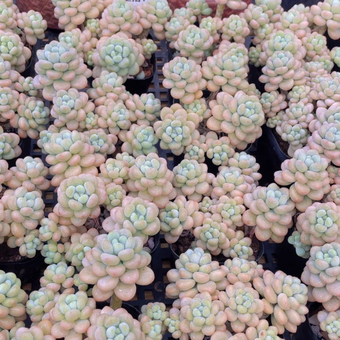 量拍1号 洛可可大群生6头起一个