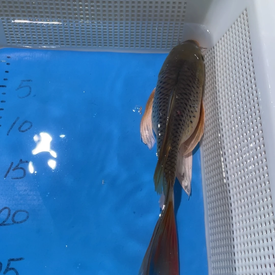 锦鲤锦鲤包邮包售后