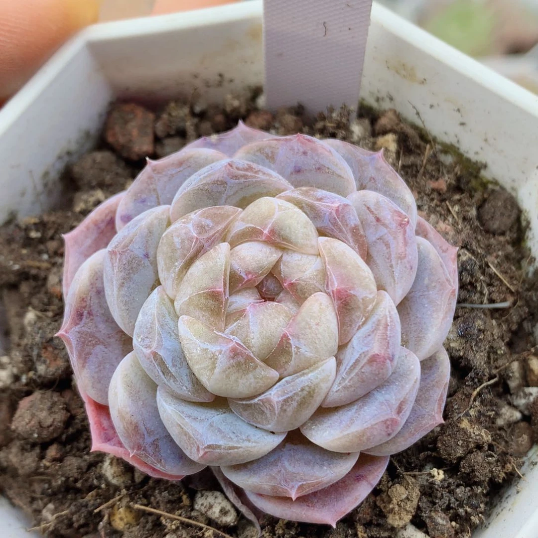 糖心58包邮  群生不包整164