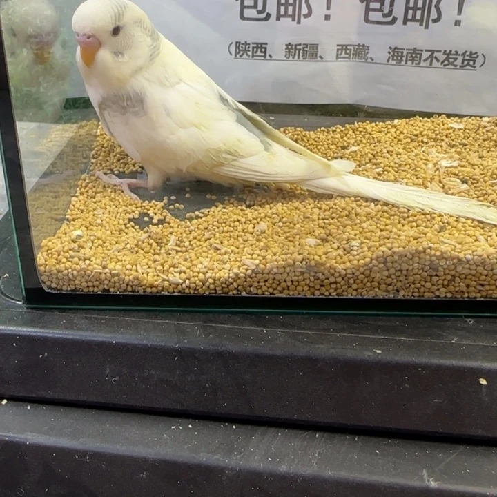 虎皮鹦鹉大头虎皮鹦鹉