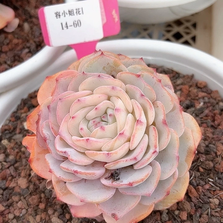 14.60博朗峰一个脱土