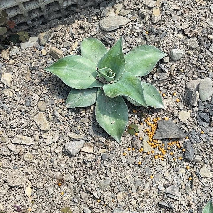 自***翔无花朵龙舌兰绿色植物