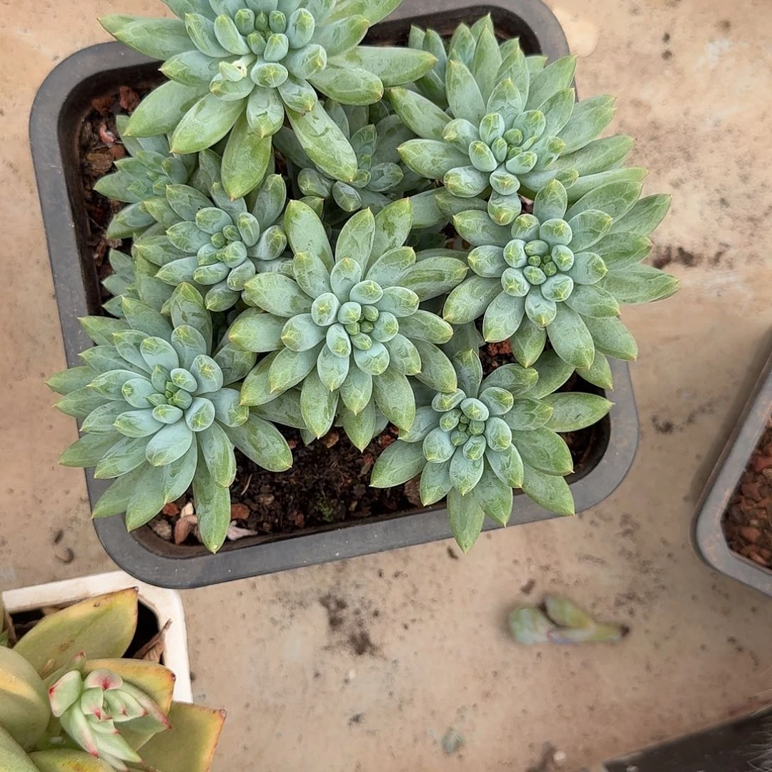 美人系多肉植物链接