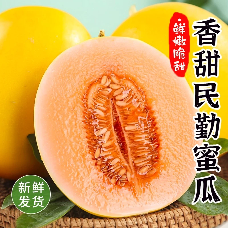 【学军专属】甘肃民勤沙漠蜜瓜黄河蜜瓜金红宝甜瓜产地直发