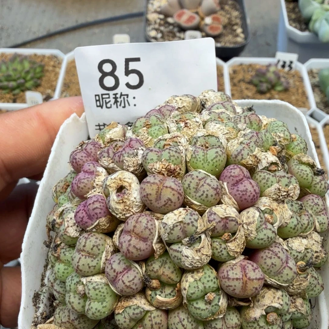 多肉植物多肉植物多肉植物