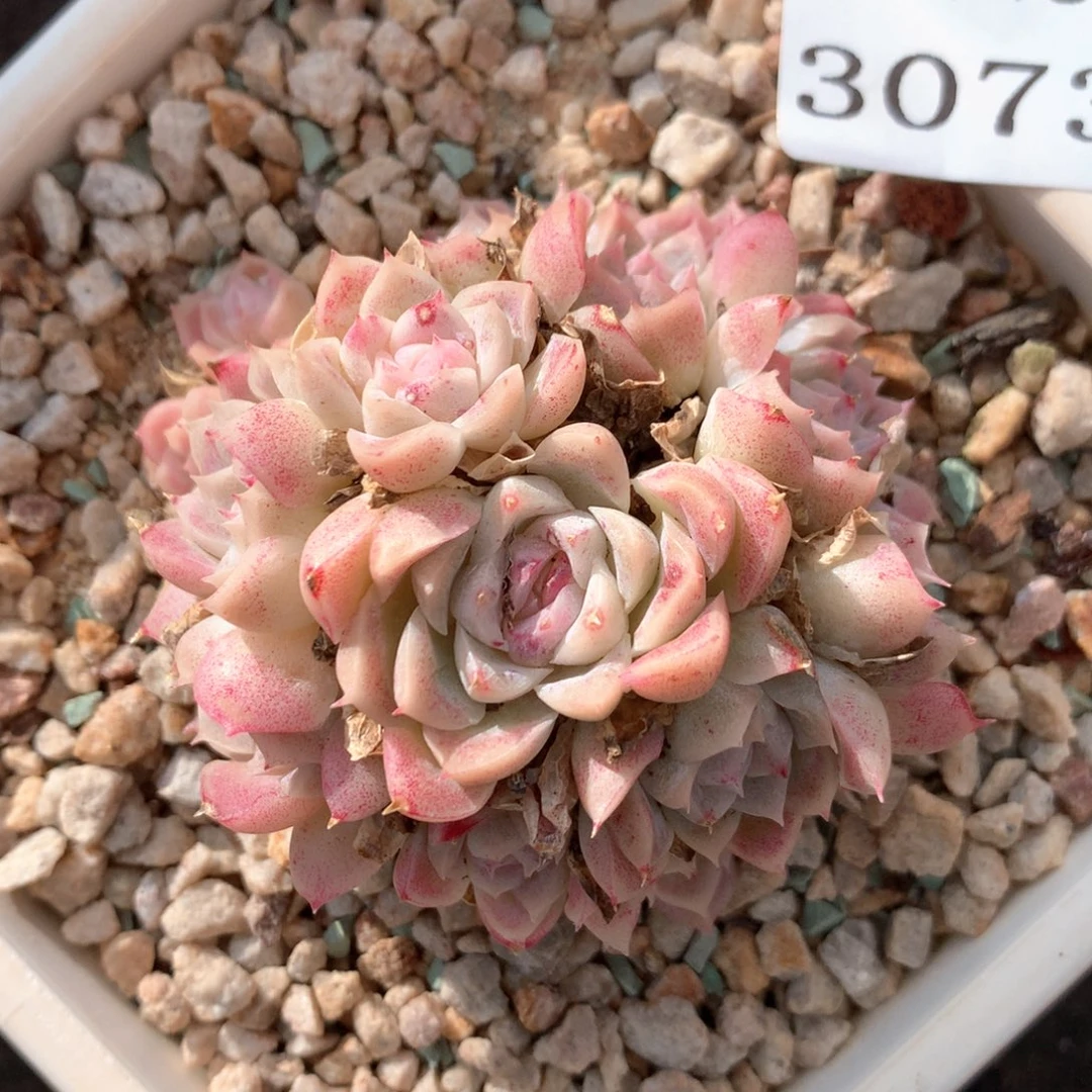 柯*3073杂交多肉植物