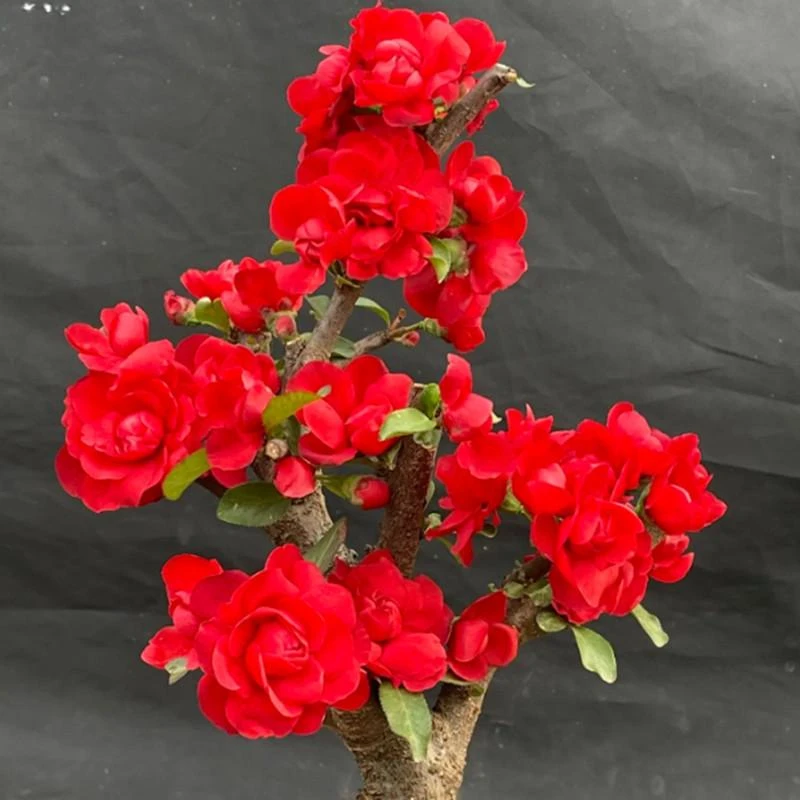 【花中皇后梦绘卷海棠花】重瓣梦绘卷海棠花盆栽梦绘卷盆景桩