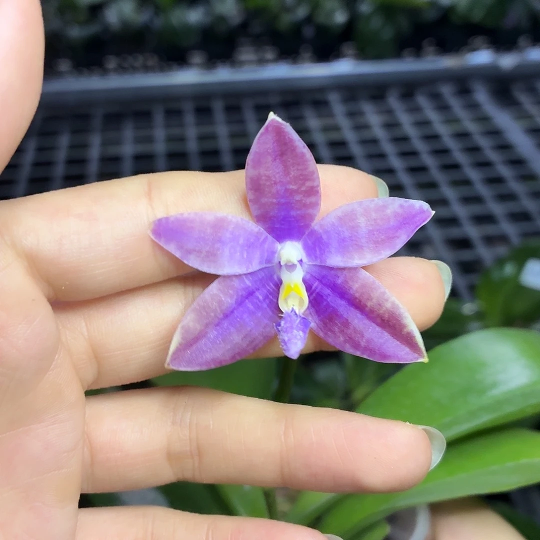 当前无花朵，栽培后可花朵A393yss1199