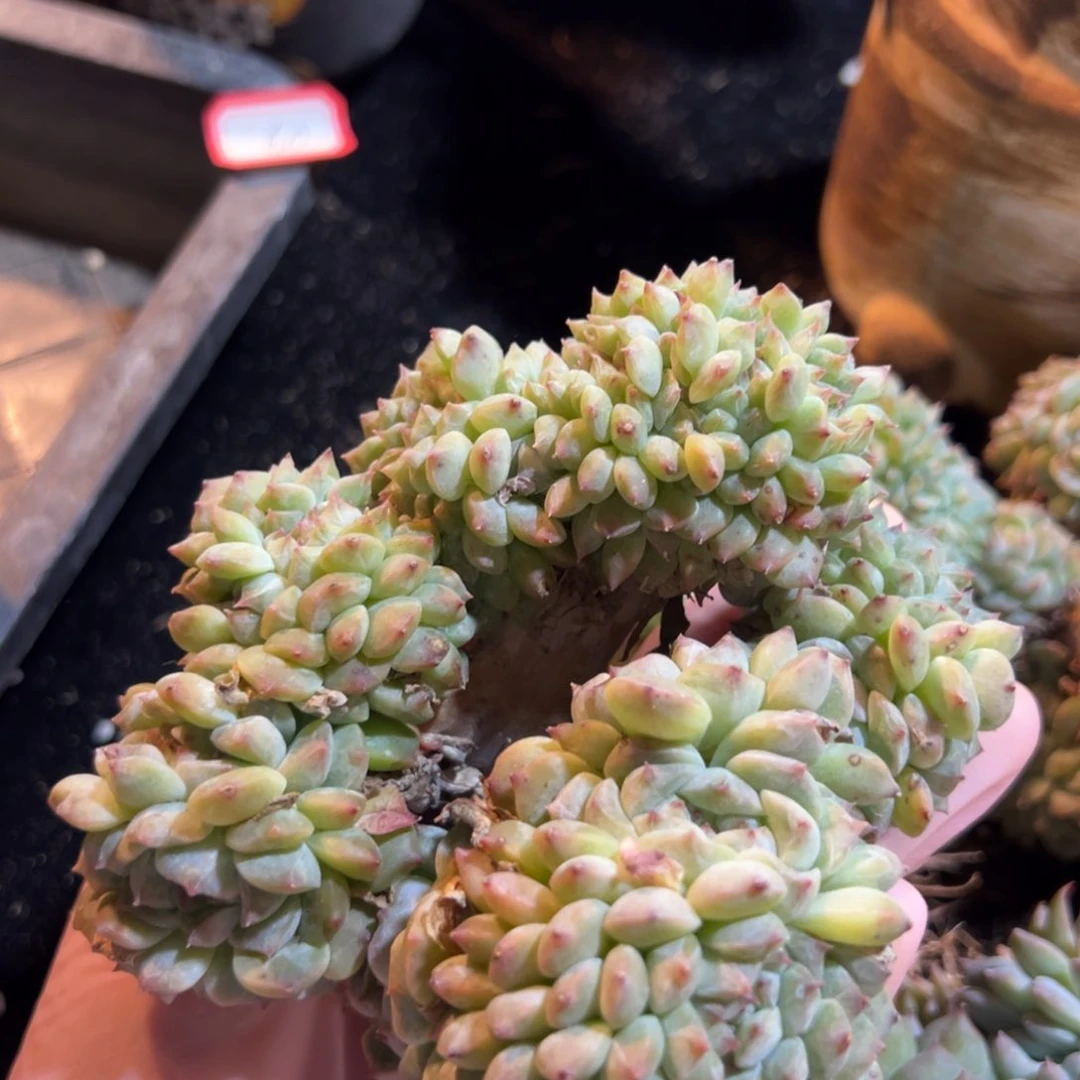 新年快乐 新年快乐 新年快乐