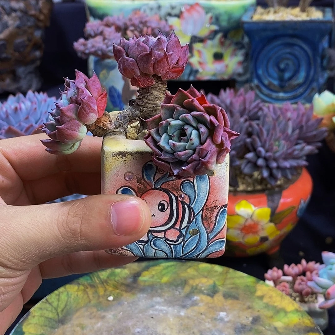 纱罗姬牡丹多肉发货