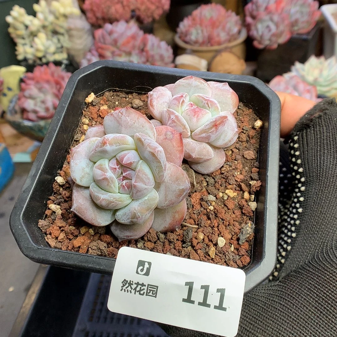 111星影多肉植物6666