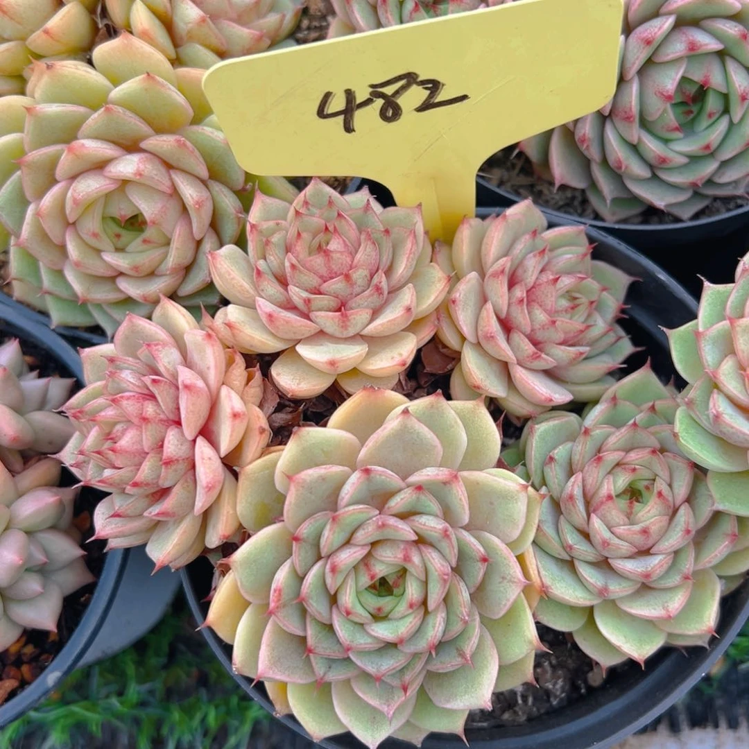 福利来了来了来了来