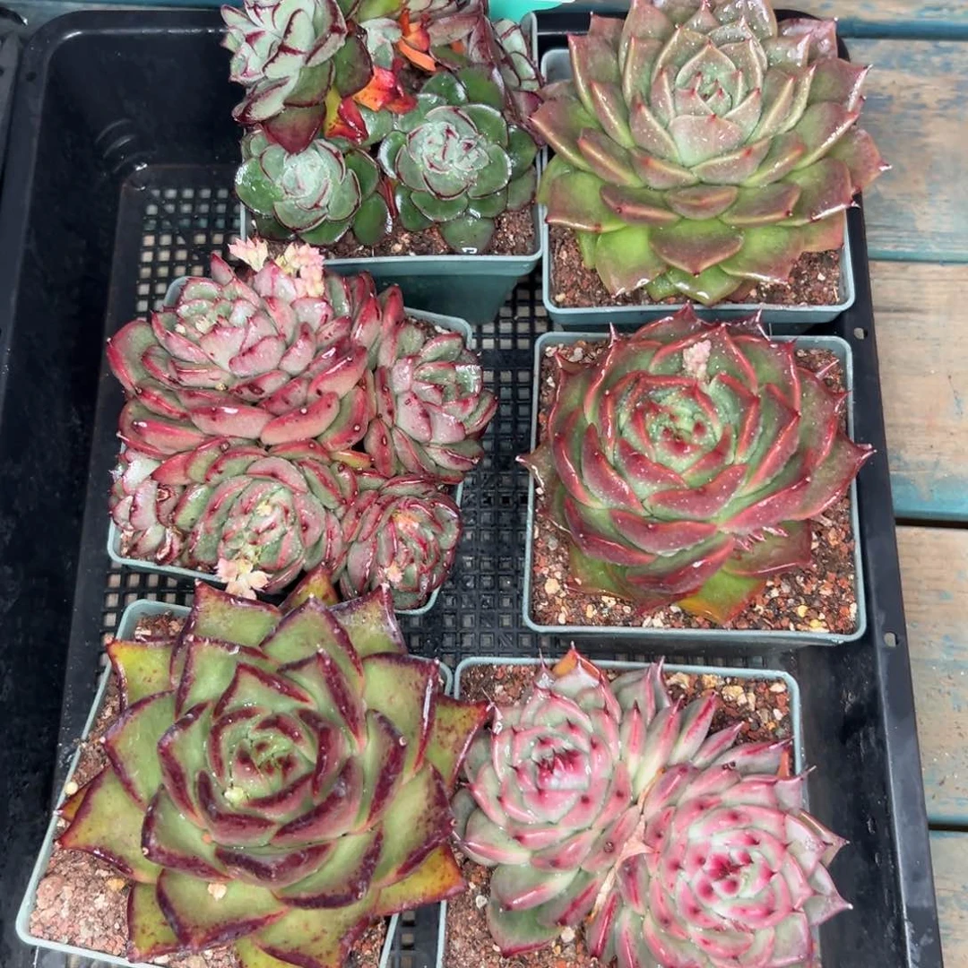 多肉编号0121-185