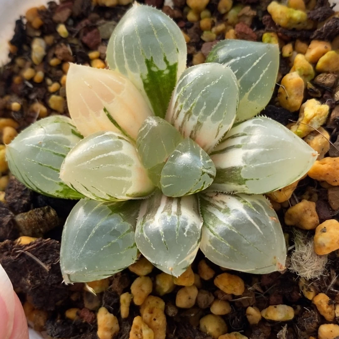 310糯玉露锦一物一拍