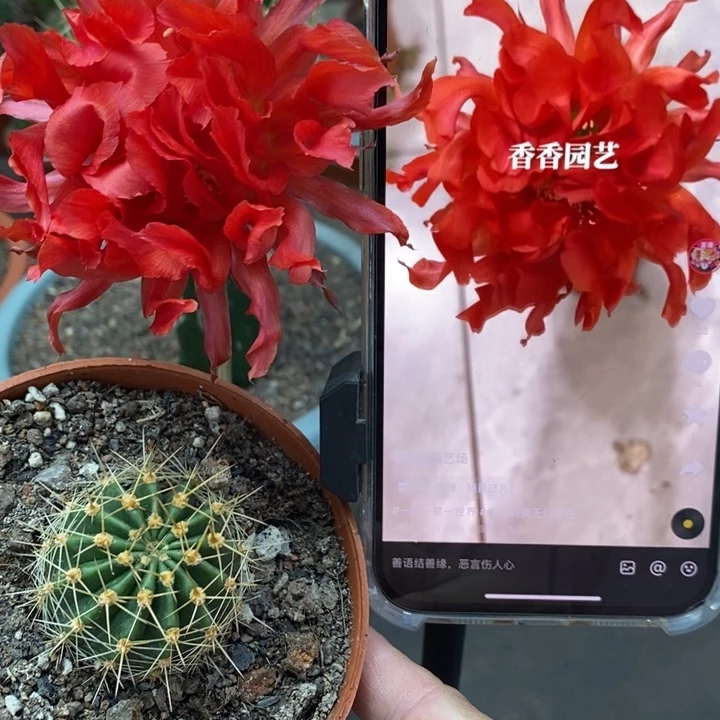 香香红卷卷带根3.5-4公分左右