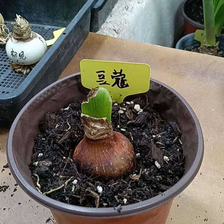无花朵豆蔻4.8裸球发货