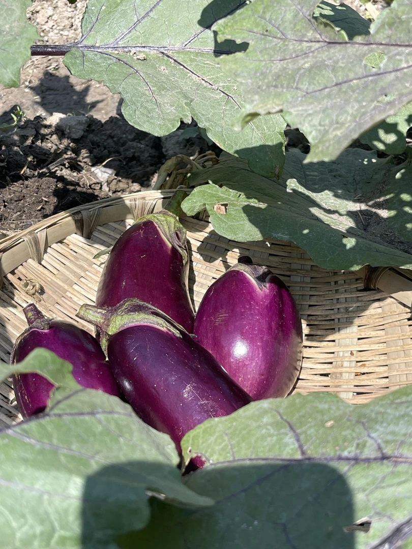 农家茄子顺丰包邮新鲜圆茄薄皮嫩茄子农家露天自然生长时令蔬菜