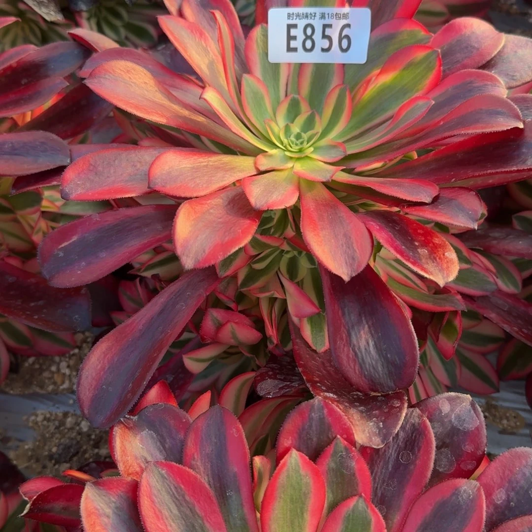 856美杜莎多肉植物