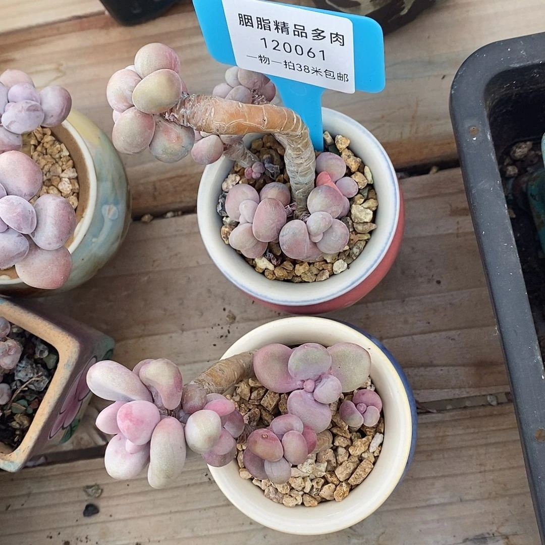 061咯社区秃头涂抹我哦哦