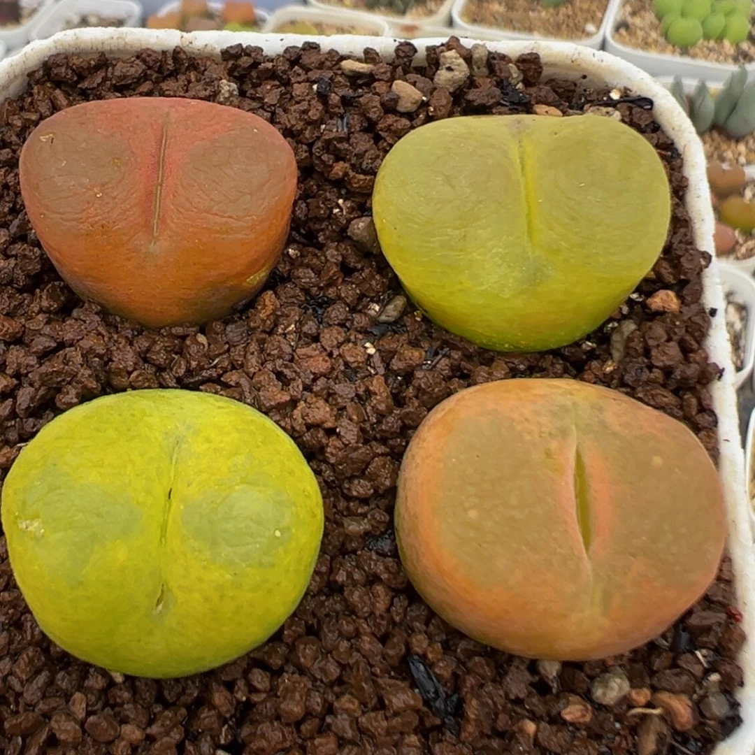 87多肉植物百科植物