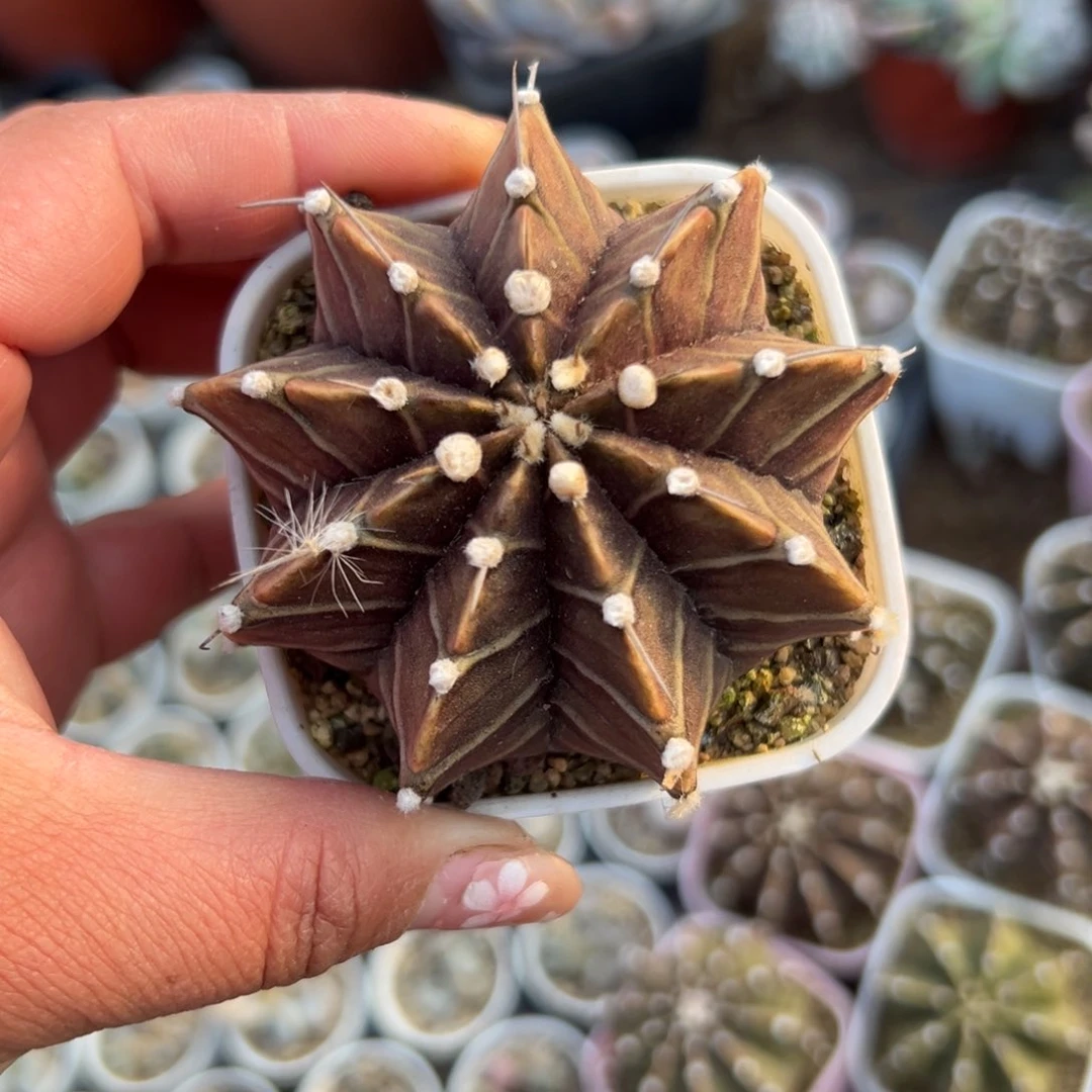 多肉植物多肉植物