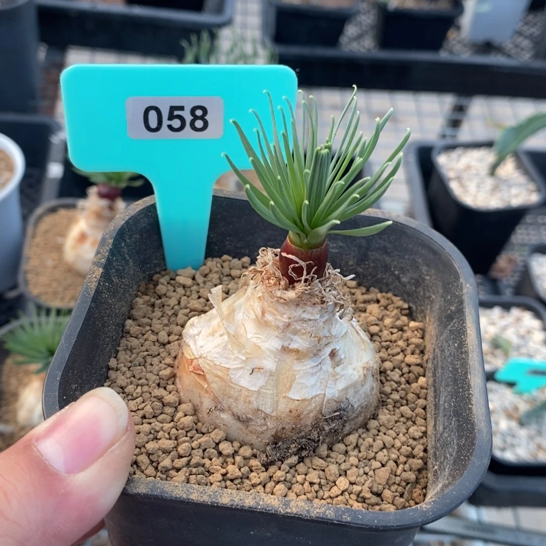 Gn弹簧草产地多肉植物