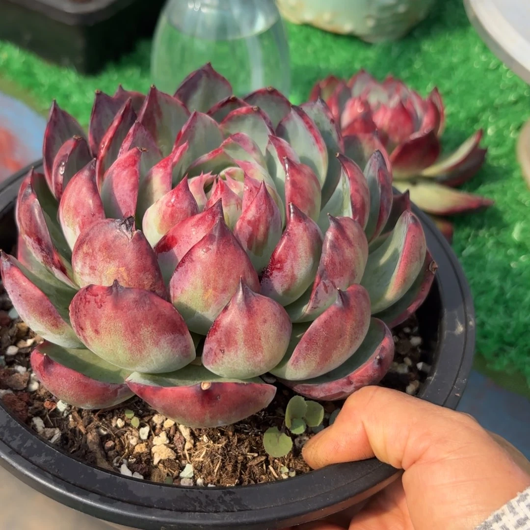 哈哈哈哈哈哈哈哈哈空