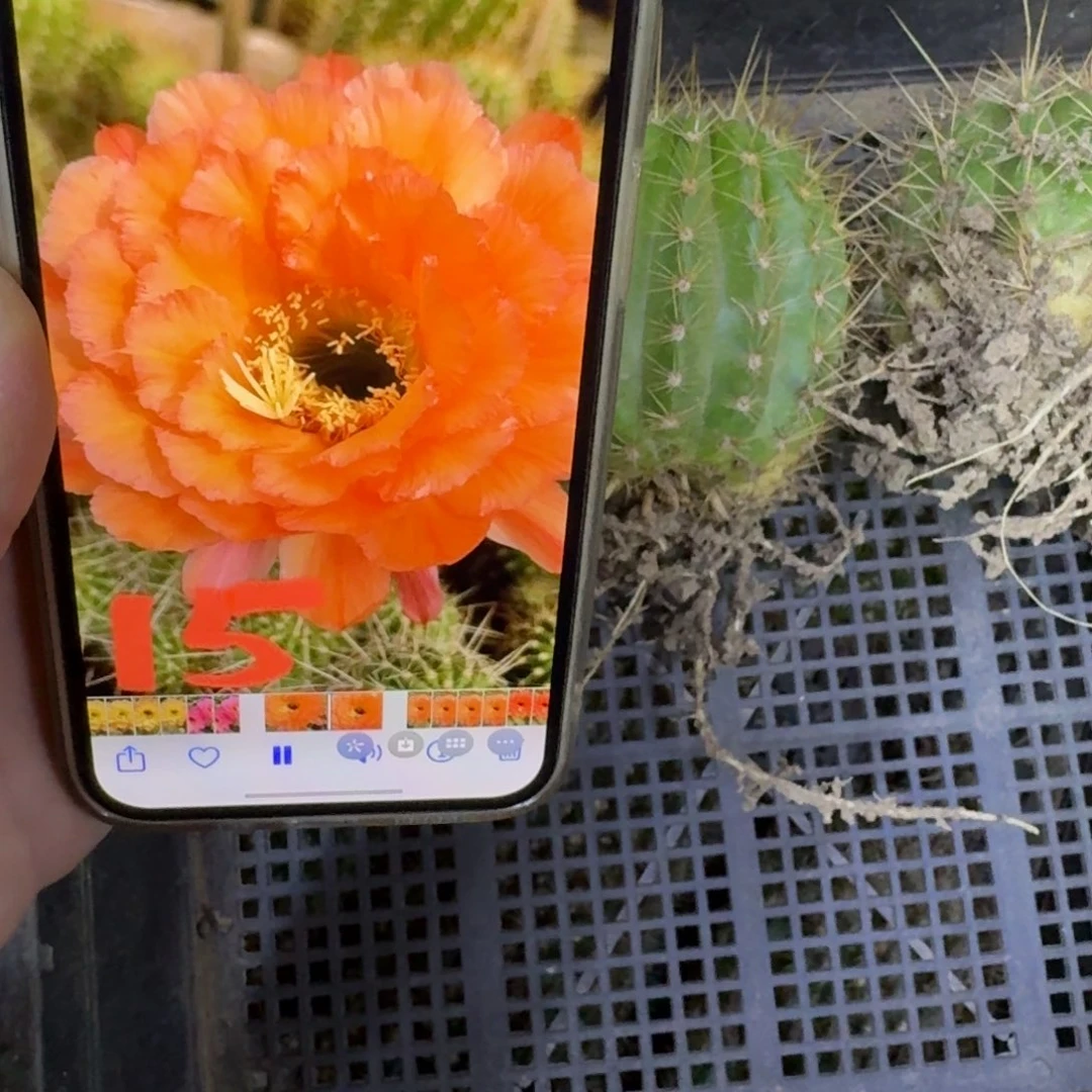 343毛橙梦根脱土发货6公分左右斑