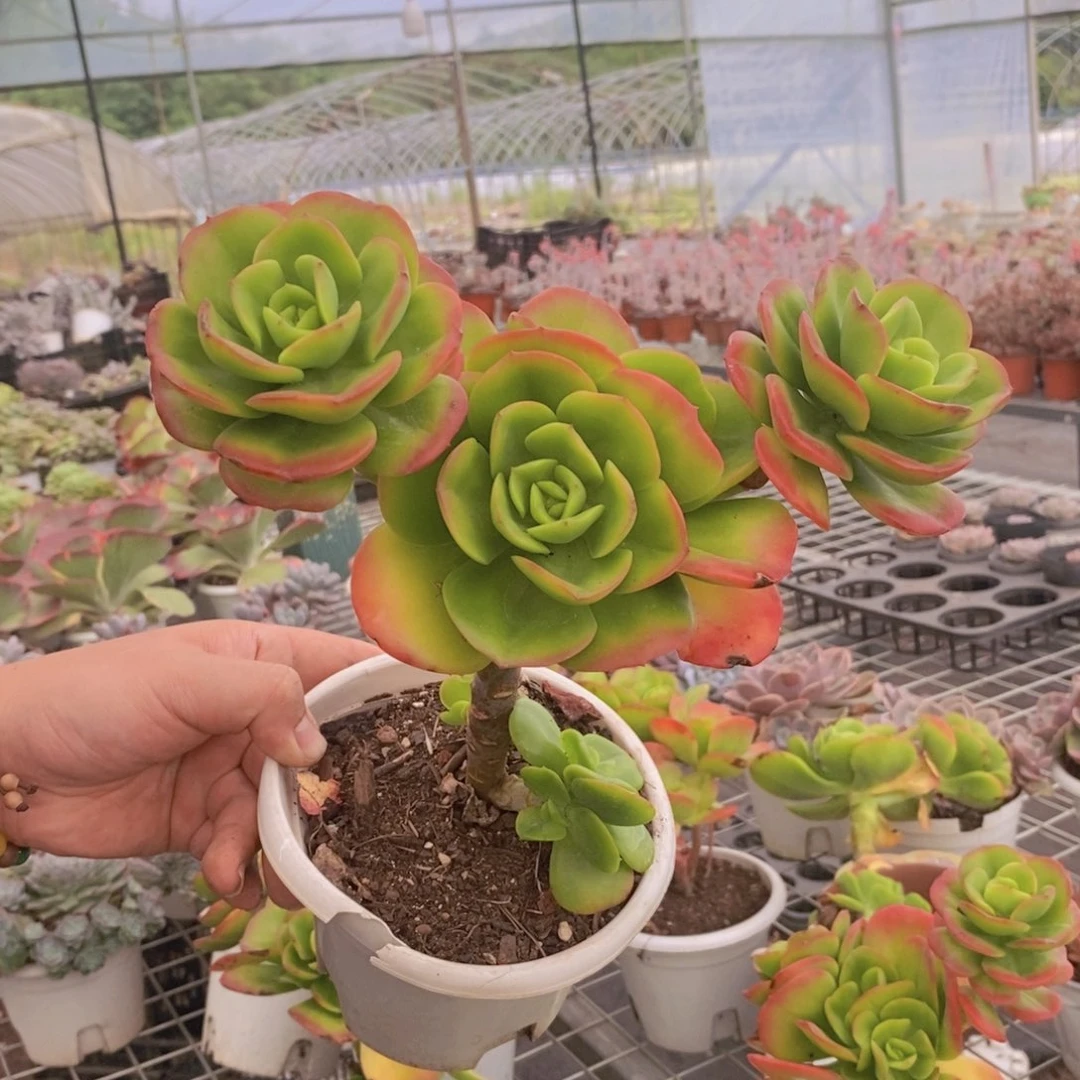 圆叶红梅高杆子老桩